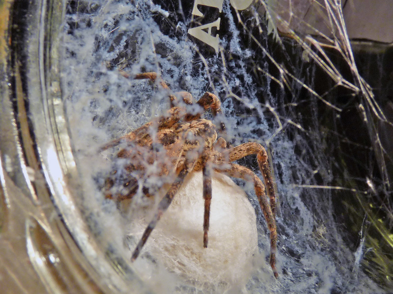 Zoropsis sp.